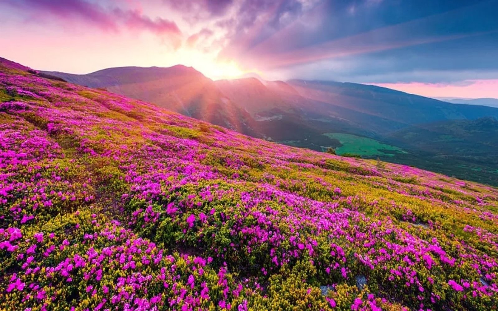 Valley of Flowers