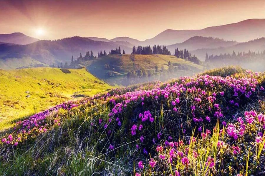 Alpine flowers Valley of Flowers