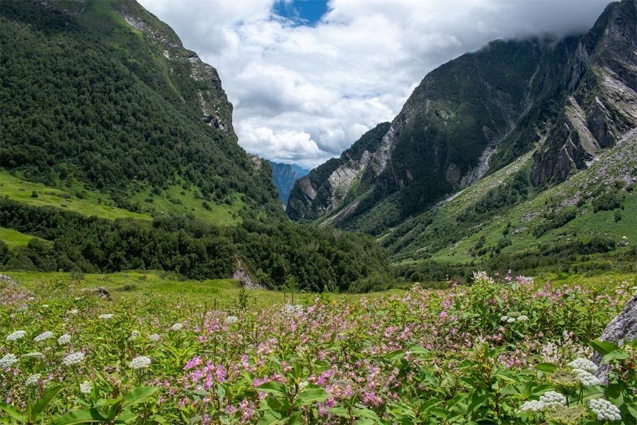 Alpine meadows in Valley of Flowers